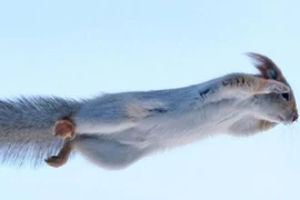 Chùm ảnh sóc trình diễn khả năng “khinh công” cực độc