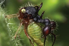 10 loài động vật có khả năng siêu phàm