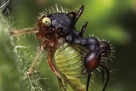 10 loài động vật có khả năng siêu phàm