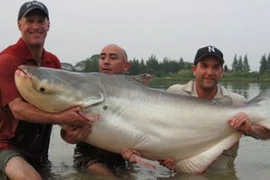 Những loài cá “khủng” sông Mê Kông sắp gặp nạn