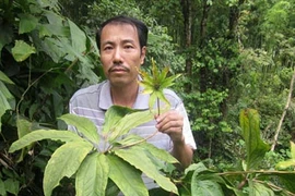 Dị thảo quý như vàng chưa từng biết đến ở Hoàng Liên