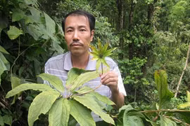 Dị thảo quý như vàng chưa từng biết đến ở Hoàng Liên