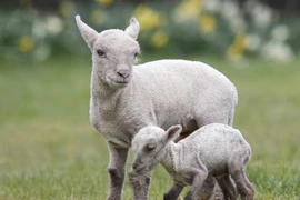 Cận cảnh cừu nhỏ bé, nhẹ cân nhất thế giới