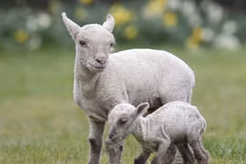 Cận cảnh cừu nhỏ bé, nhẹ cân nhất thế giới