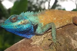 Phát hiện loài thằn lằn đặc biệt ở Việt Nam