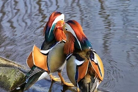 Ngắm vịt uyên ương khiến dân chơi Sài thành mê mẩn