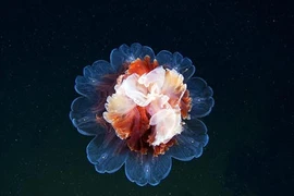 Chùm ảnh những “vật thể lạ” dưới đáy đại dương