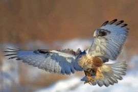 Chùm ảnh “tiểu chúa tể bầu trời” tung cánh