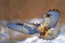 Chùm ảnh “tiểu chúa tể bầu trời” tung cánh