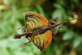 Kỳ lạ loài “rồng” tận dụng... xương sườn để bay