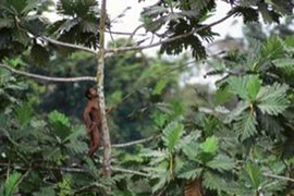 Vì sao cây không “vươn được tới thiên đàng“?