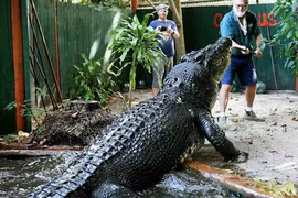 Cận cảnh cá sấu 110 tuổi “khủng” nhất thế giới