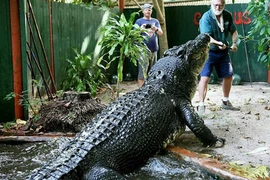 Cận cảnh cá sấu 110 tuổi “khủng” nhất thế giới