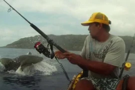 Hi hữu cảnh cá mập tranh “mồi” với… người