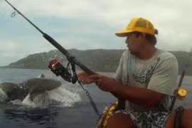 Hi hữu cảnh cá mập tranh “mồi” với… người