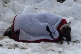 Cừu sống sót thần kỳ sau... 11 ngày bị tuyết chôn vùi