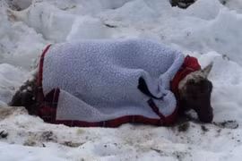 Cừu sống sót thần kỳ sau... 11 ngày bị tuyết chôn vùi