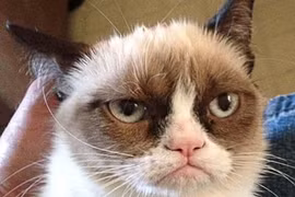 Những chú mèo kỳ dị bỗng dưng nổi như cồn