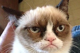 Những chú mèo kỳ dị bỗng dưng nổi như cồn