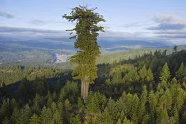 Kỳ dị loài cây “thiên đường” cao chọc trời