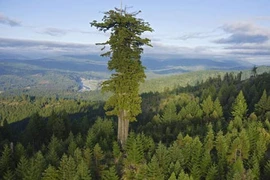 Kỳ dị loài cây “thiên đường” cao chọc trời