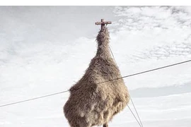 Những tổ chim khổng lồ ở nơi khó ngờ nhất thế giới