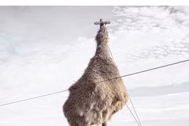 Những tổ chim khổng lồ ở nơi khó ngờ nhất thế giới