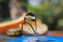 Cận cảnh bướm trong suốt bí ẩn