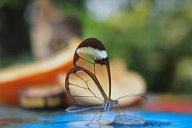 Cận cảnh bướm trong suốt bí ẩn