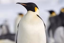 Những ông bố động vật nuôi con “đỉnh” nhất