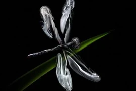 Chùm ảnh dùng diêm biến hoá ra... động vật