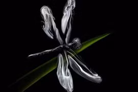 Chùm ảnh dùng diêm biến hoá ra... động vật