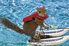 Chùm ảnh sóc lướt ván siêu đẳng