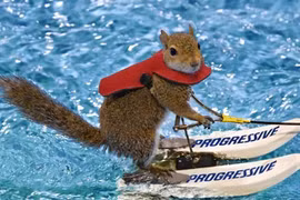 Chùm ảnh sóc lướt ván siêu đẳng