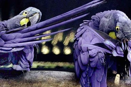 Những kỷ lục khó tin của các loài “quái điểu“