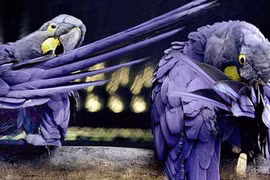 Những kỷ lục khó tin của các loài “quái điểu“