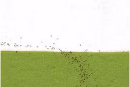 Kiến lửa “giải” toán siêu như người