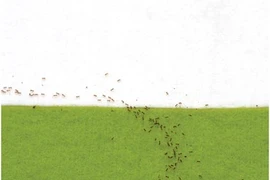 Kiến lửa “giải” toán siêu như người