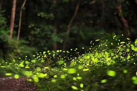 Kỳ lạ: Hàng ngàn con đom đóm thắp sáng cả khu rừng