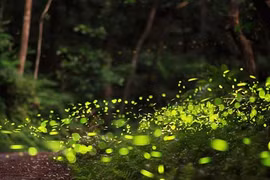 Kỳ lạ: Hàng ngàn con đom đóm thắp sáng cả khu rừng