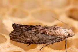 Phát hiện loài có thính giác vô địch trong tự nhiên