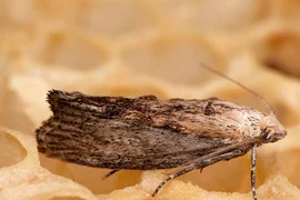 Phát hiện loài có thính giác vô địch trong tự nhiên