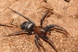 Bật mí nguyên nhân nhện đực ăn thịt bạn tình