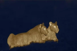 Cận cảnh sư tử “ma” săn mồi trong đêm