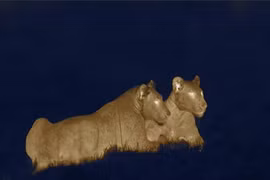 Cận cảnh sư tử “ma” săn mồi trong đêm