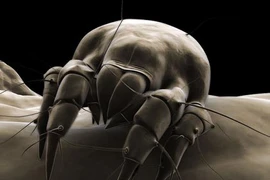 Phát hiện sinh vật “siêu xấu” đi ngược quá trình tiến hoá