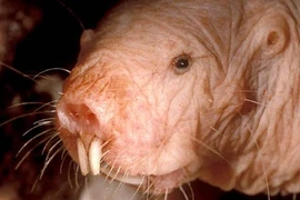 Kỳ dị loài “sinh vật lạ” trẻ mãi không già