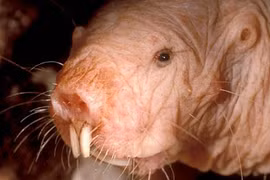 Kỳ dị loài “sinh vật lạ” trẻ mãi không già