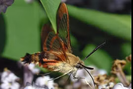 Vẻ đẹp kỳ lạ của loài ngài cánh trong