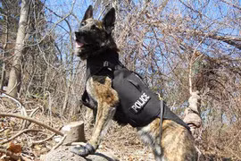 Mỹ huấn luyện chó tinh nhuệ đánh hơi bom